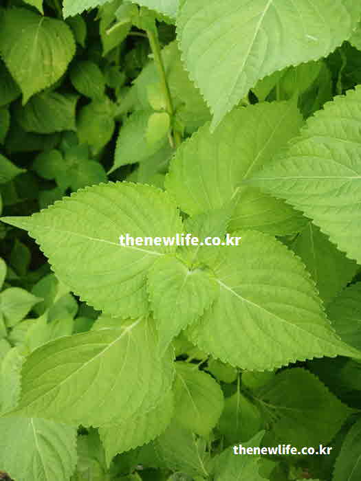 깻잎 효능 영양성분 로즈마린산