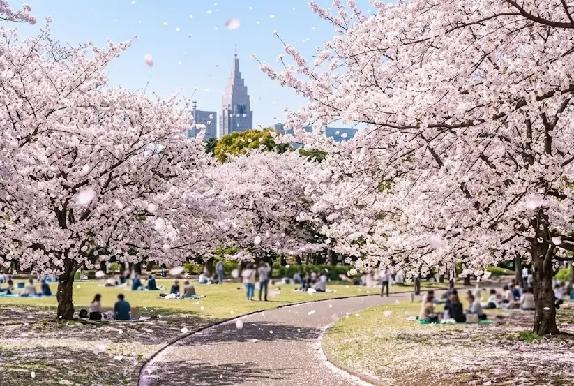 2026 도쿄 벚꽃 개화 시기 신주쿠교엔 만개