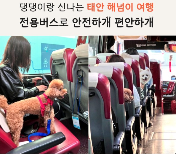 태안 해넘이 댕댕이 펫키지