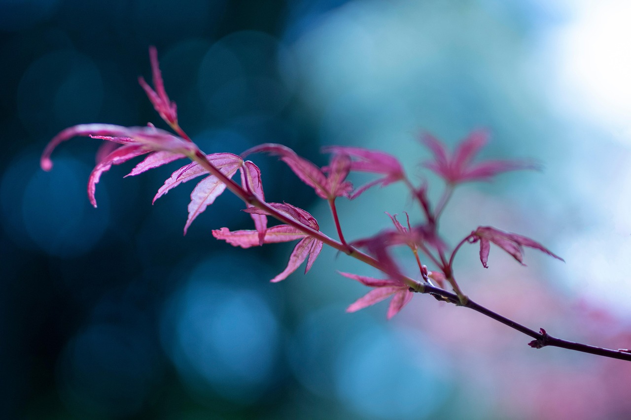 가을 데이트 명소 화담숲｜단풍사진 인생샷 포인트 