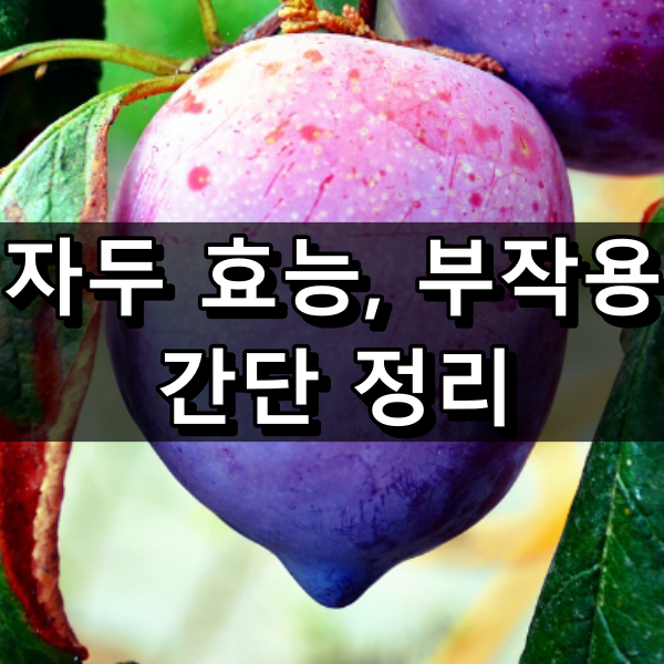자두 효능 부작용