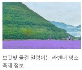 라벤더 4