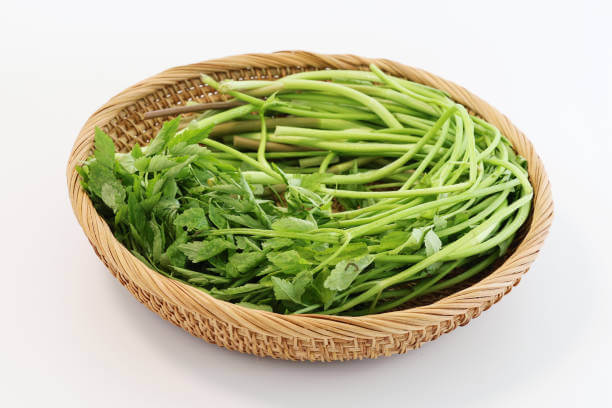 미나리전 &amp; 뮈스카데(Muscadet) 와인 페어링｜풀향 가득한 미나리의 신선함과 바다 내음의 쿨한 만남