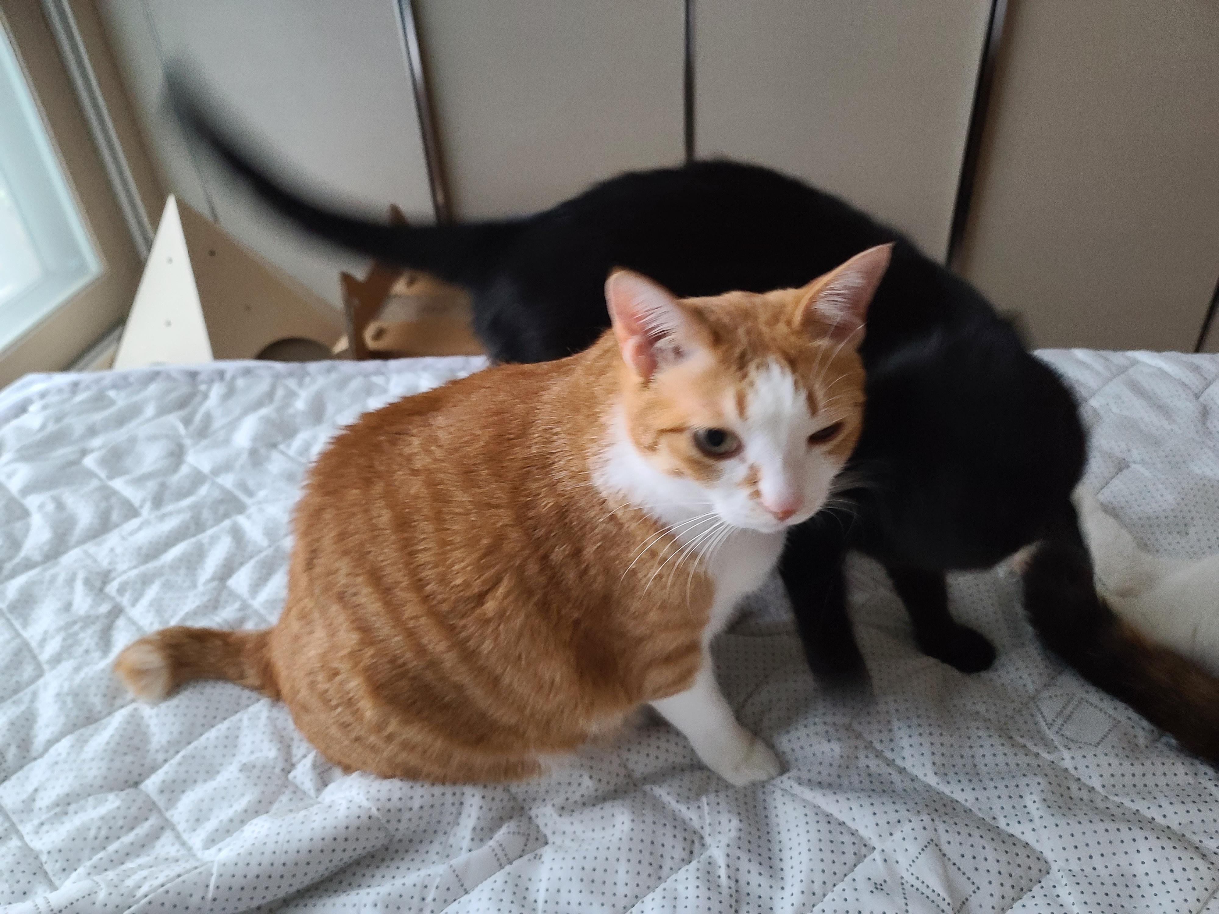 장난치는 동생 고양이와 그루밍 해주는 형아 고양이. 사이좋은 고양이들.