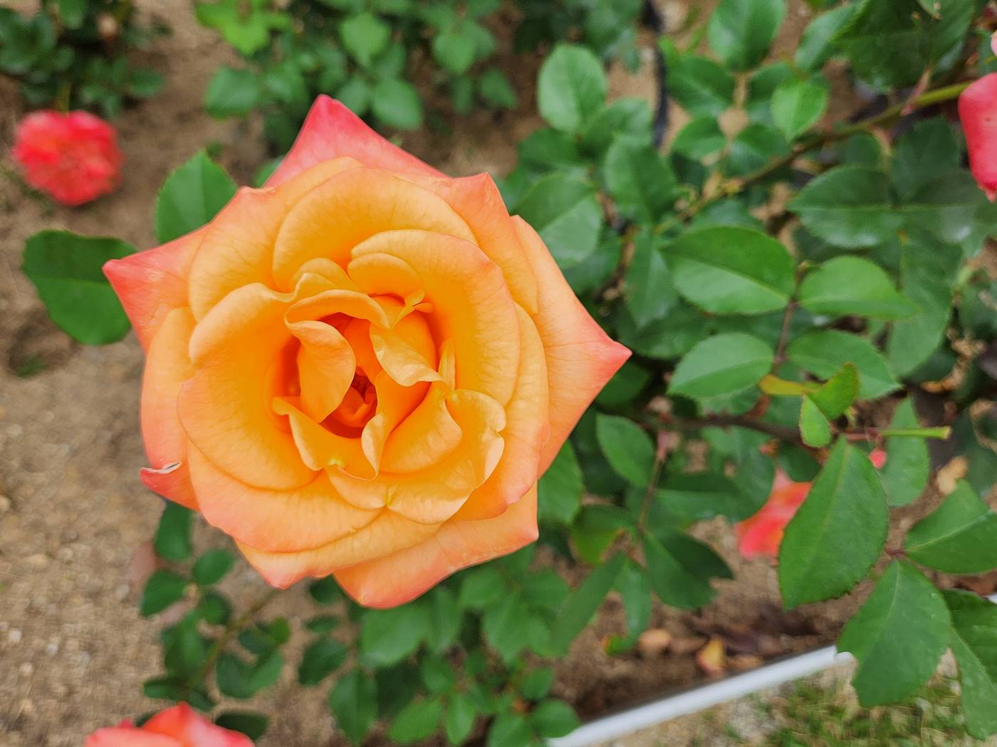 장미 슈퍼스타 Super Star