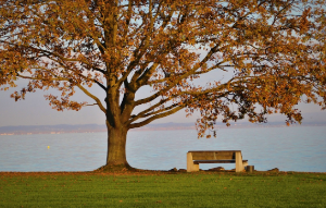 도시 숲의 위치가 만드는 기후의 차이: 도심 vs 외곽