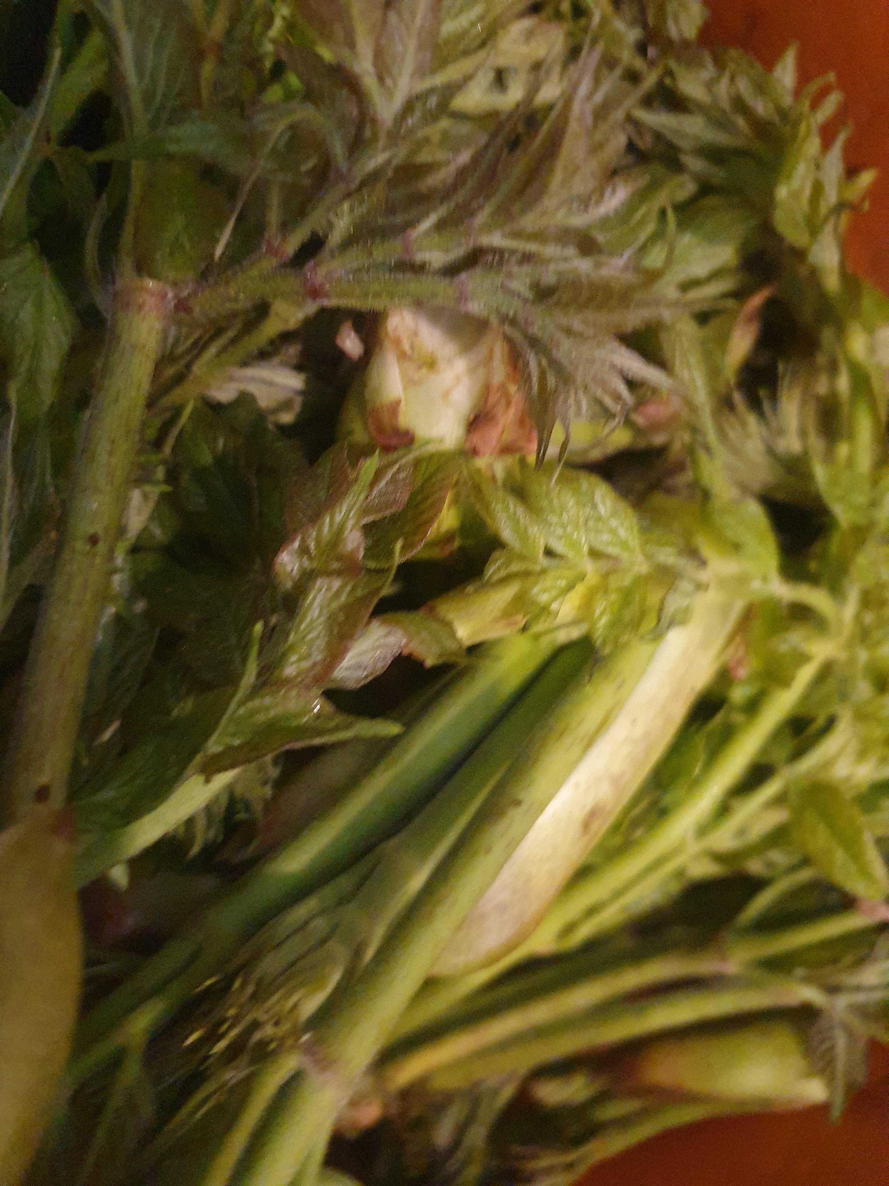 두릅 효능 가격 두릅 먹는 방법