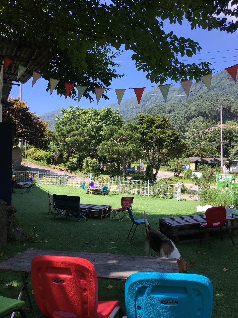 서울&middot;근교 강아지와 함께 갈 수 있는 펫카페 추천 &amp; 방문 꿀팁 총정리