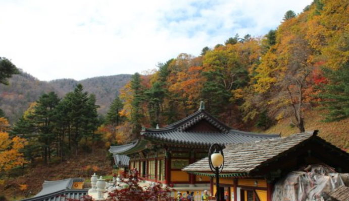 2025 오대산 단풍 절정 시기 공개! 가을 일정 &amp; 인기 등산 코스 TOP 5