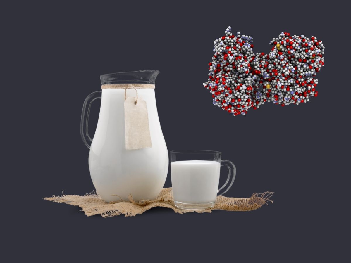 락토페린 효능 부작용 다이어트 추천