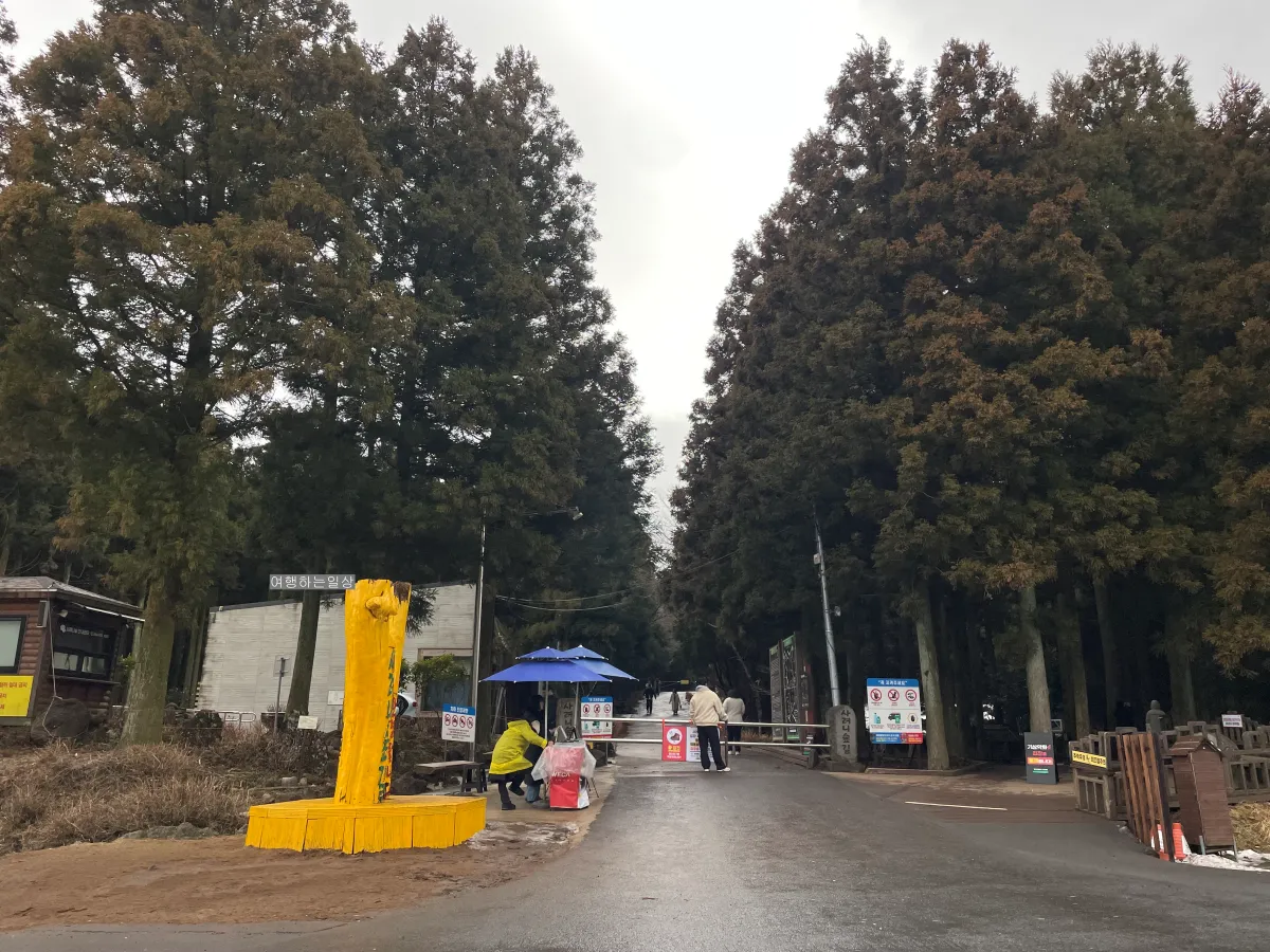 비오는날-제주-겨울에-가볼만한곳-사려니숲-무장애나눔길-위치-산책로-소요시간