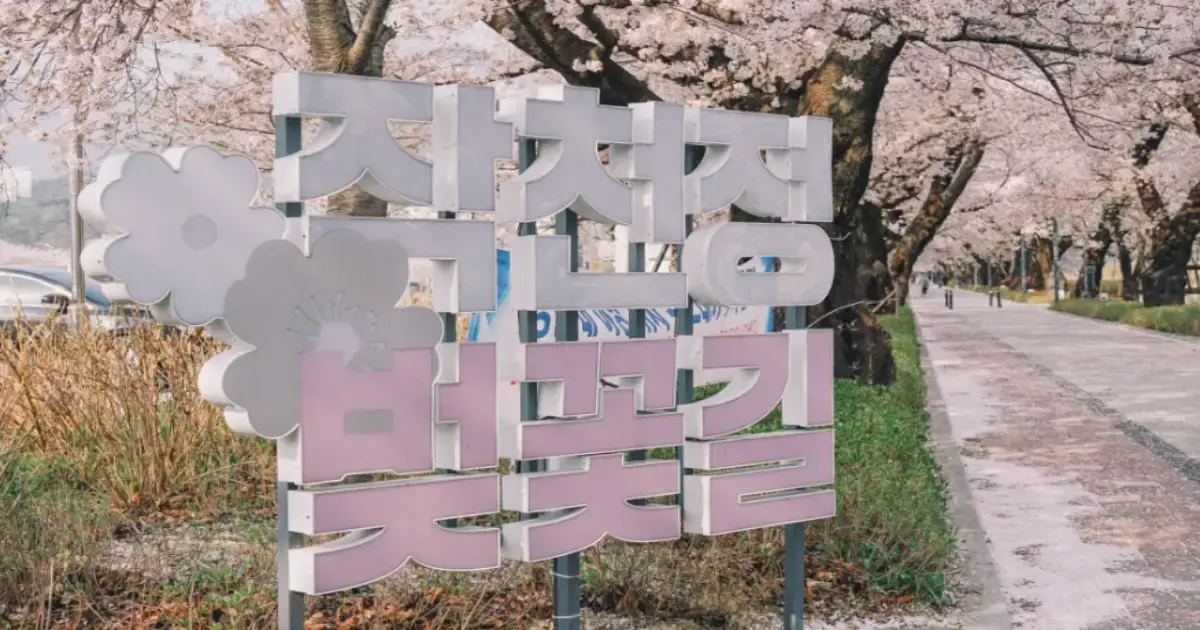 작천정벚꽃축제