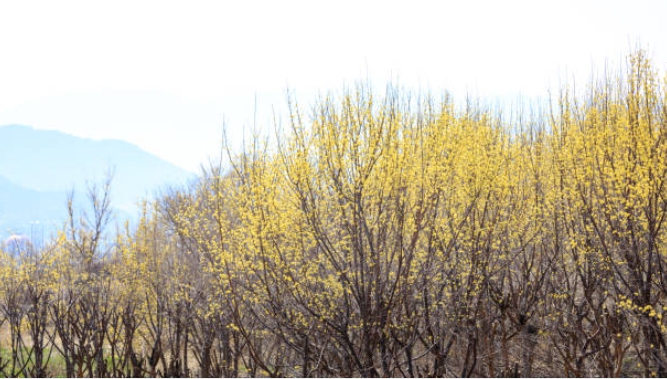 산수유로 유명한 명소에 가서 찍은 사진