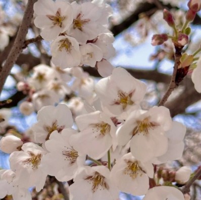 벚꽃 명소 추천