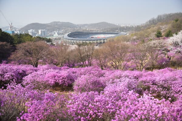 [3,4월 축제]원미산 진달래축제❘진달래 동산 3월, 4월 방문 후기
