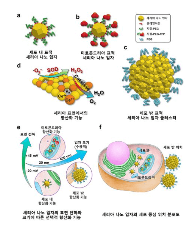 노화의 주범 활성산소