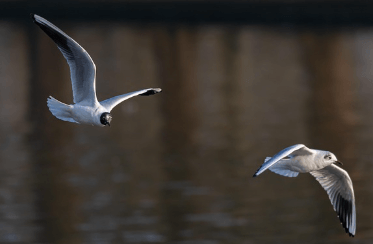 나는 꿈, 날으는 꿈, 날아오르는 꿈