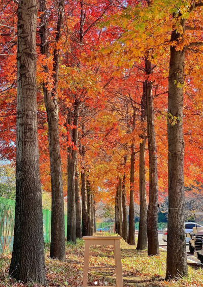 베어트리파크 단풍축제 기간 입장료 할인받기