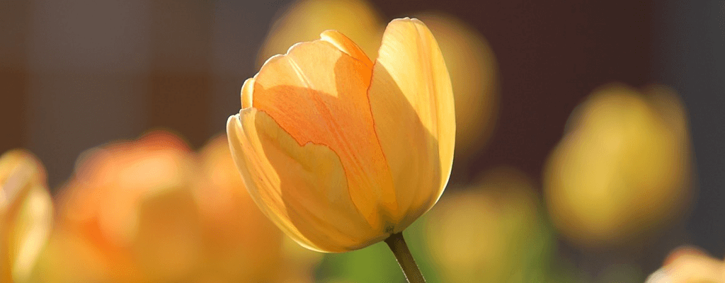 [색채심리학] 노란색: 긍정적/부정적 효과, 어울리는 곳