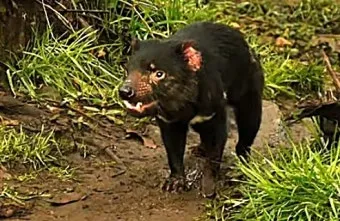 태즈메이니아 데빌 특징 매력 성격_18