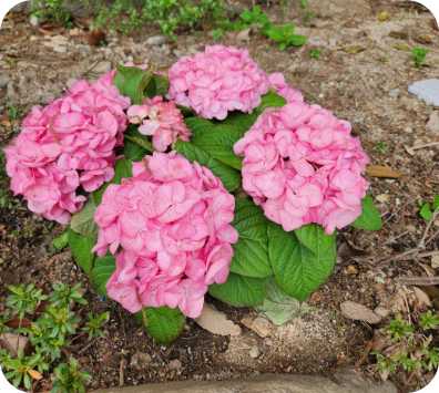 동림선원 화단에 핀 수국