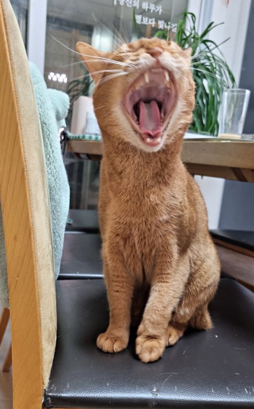 루비 하품