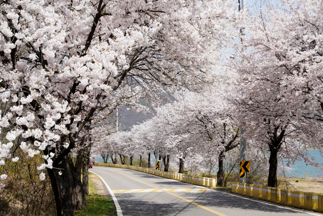2024년 벚꽃 개화시기 및 벚꽃 명소 BSET 10