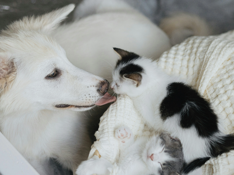 고양이를 핧고있는 개