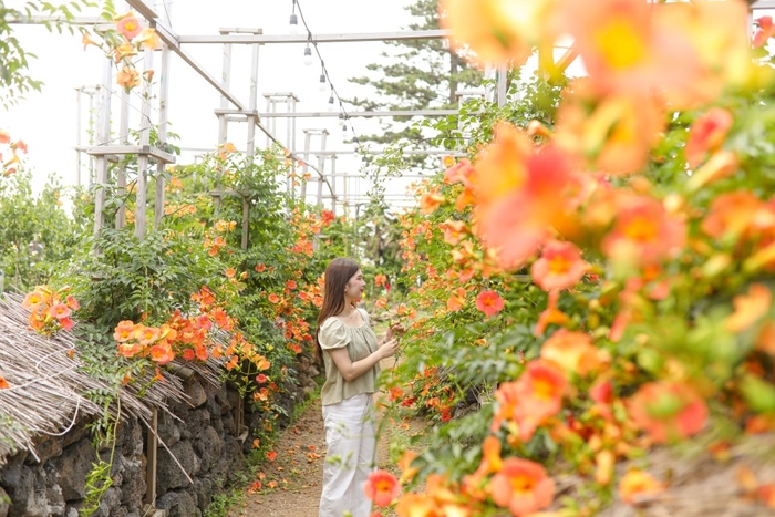 여름꽃 능소화 축제