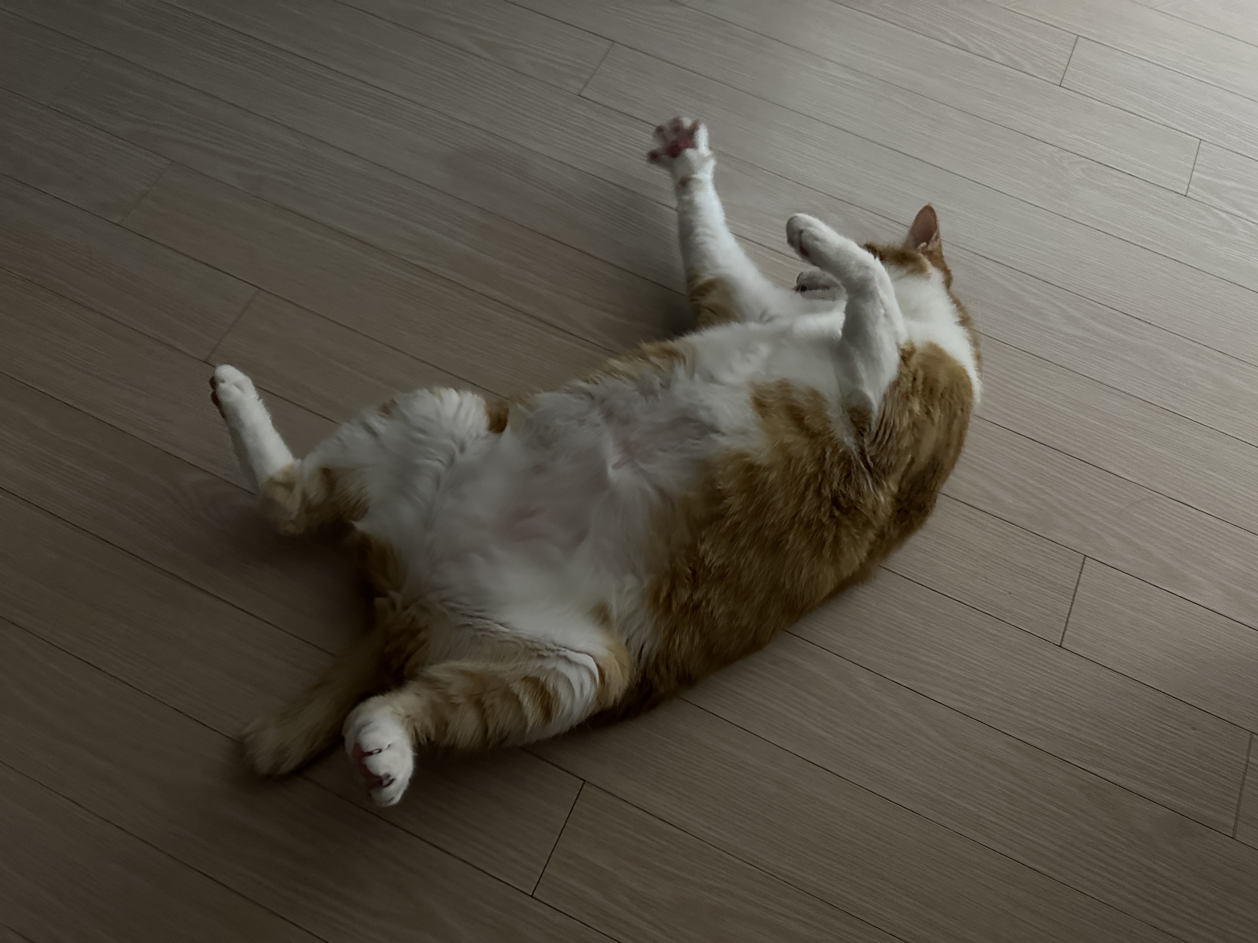 발라당_누운_호야