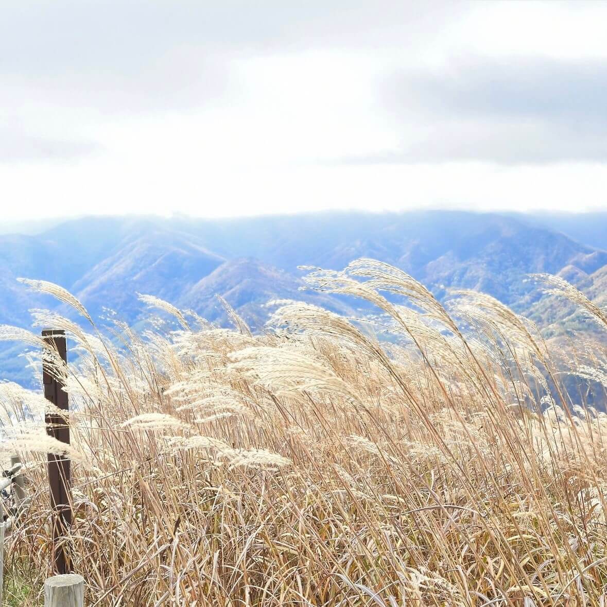 민둥산 억새꽃축제