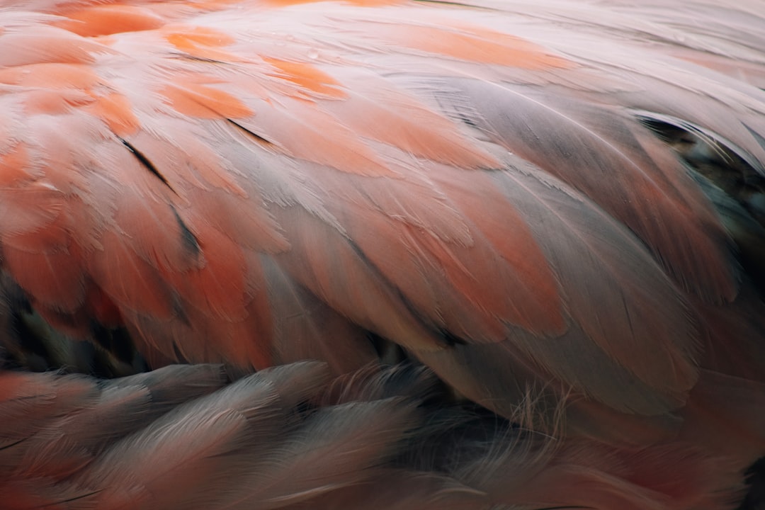 Feather