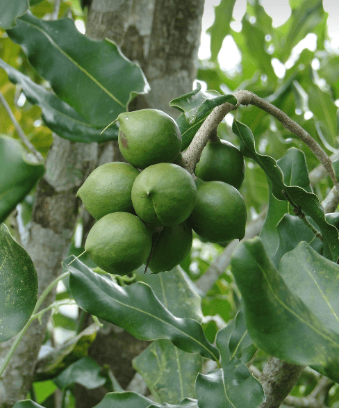 마카다미아 사진 - 22