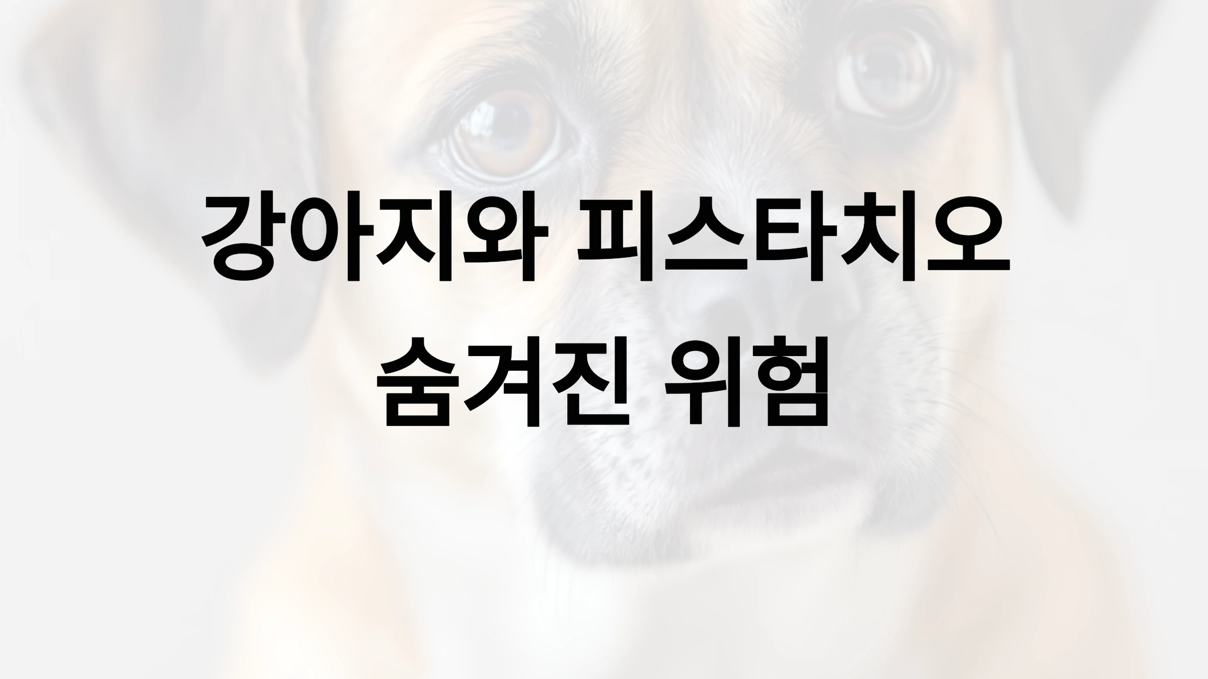 피스타치오가 강아지에게 위험한 이유