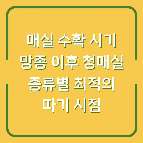 매실 수확 시기 망종 이후 청매실 종류별 최적의 따기 시점