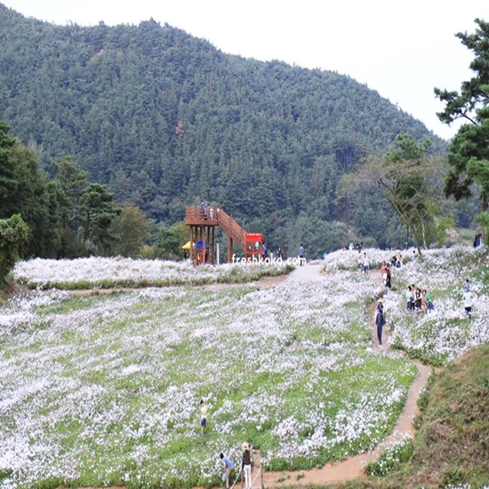 정읍 구절초축제