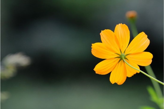 노란색 코스모스 닮은 금계국/금계화, 꽃말/키우기/활용법