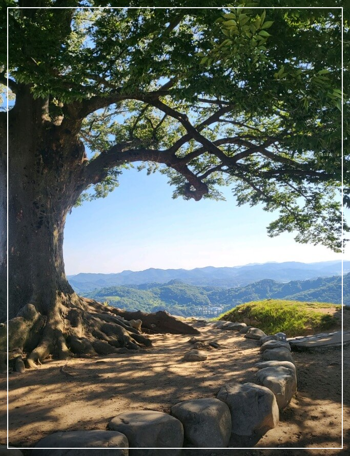 부여 가볼만한곳 베스트10 성흥산 사랑나무