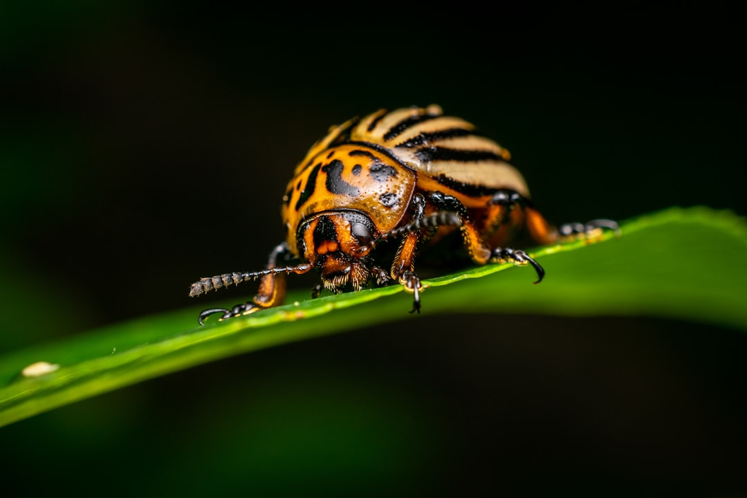 Rubberbug