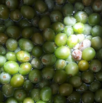 콩나물 효능 부작용 숙취 칼로리