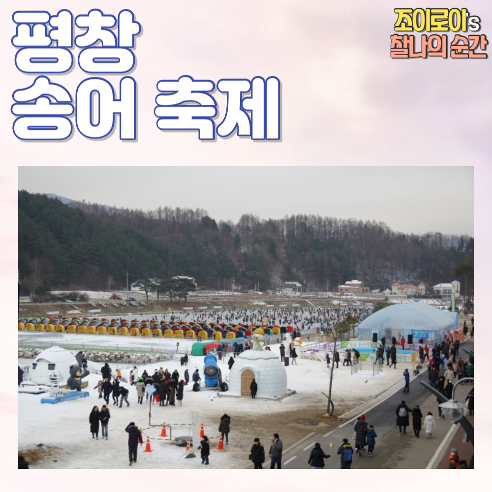 평창 송어축제