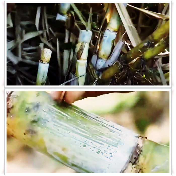 쿠바-사탕수수-왁스알코올-사진