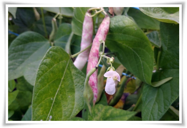 텃밭 &quot;5월, 강낭콩 심으세요!&quot; 콩알 콩알 재미가 톡톡, 쑥쑥 자라는 기쁨!