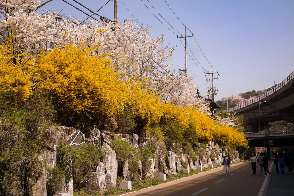 개나리-피는시기