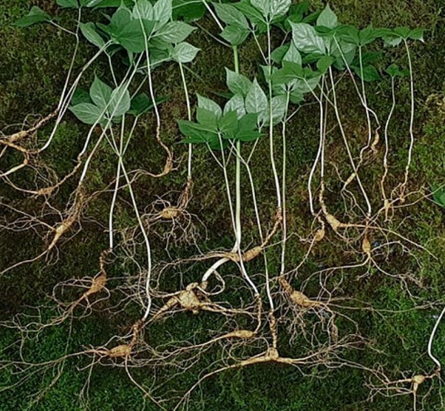 산양산삼의 효능