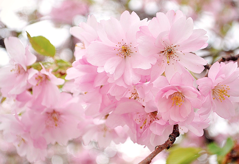 전국 벚꽃 축제 일정 총정리