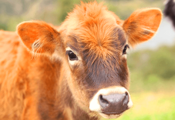 갈색의 어린 송아지가 정면을 바라본다. 두눈은 크고 까맣다.