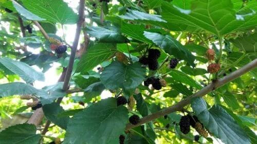 오디-수확-오디주-오디술-담그기