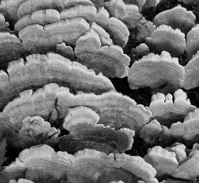 영지버섯 효능 부작용 먹는 방법