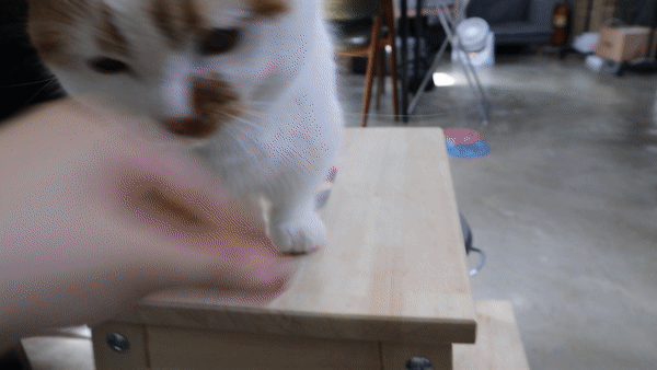 고양이헤어볼케어